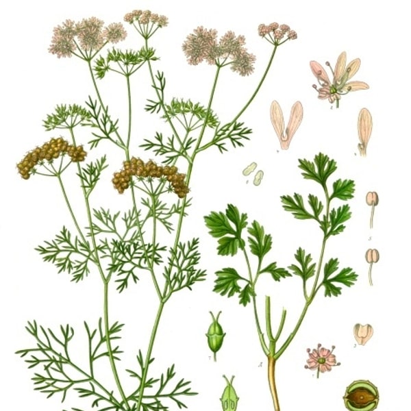 Coriander Seed for planting