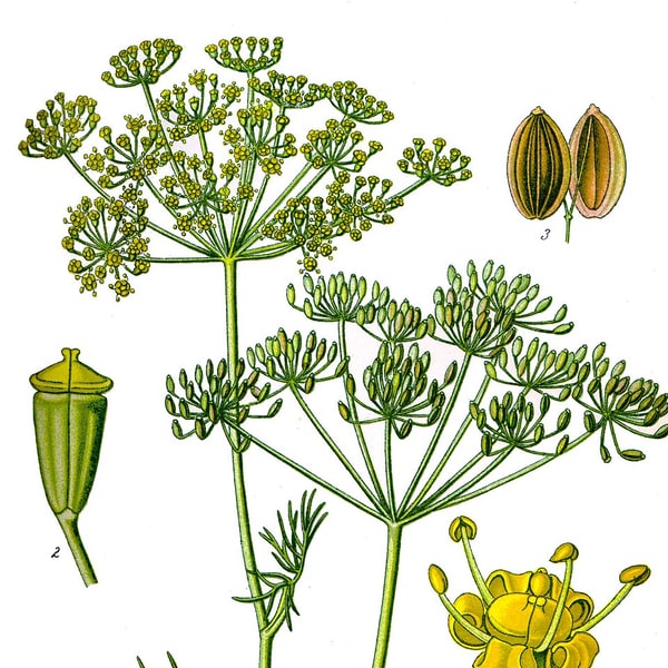 Dill Seed for planting