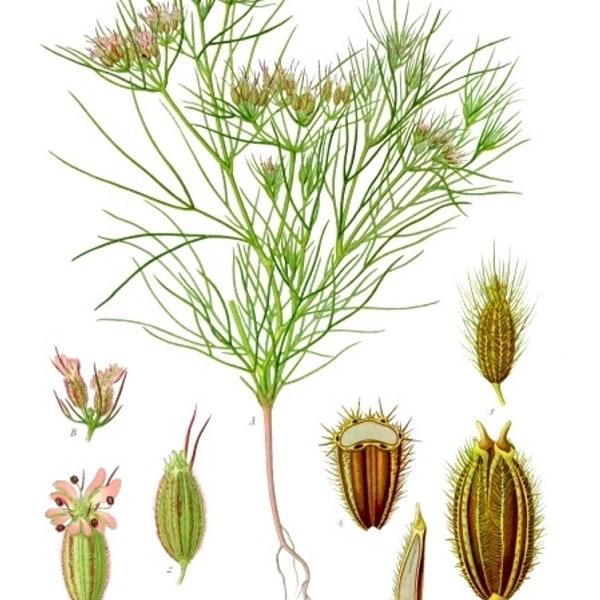 Cumin Seed for planting
