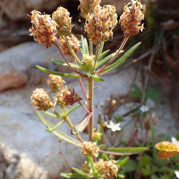 Psyllium Seed for sowing