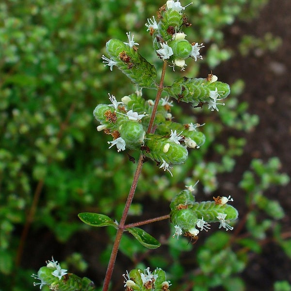 Marjoram Seed