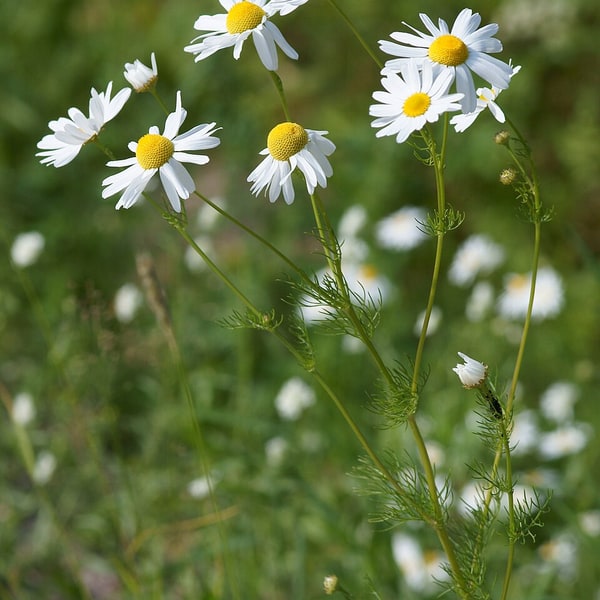 Chamomile Seed