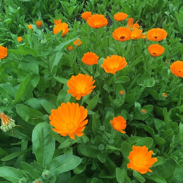 Calendula Medicinal Seed
