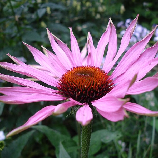Echinacea Seed