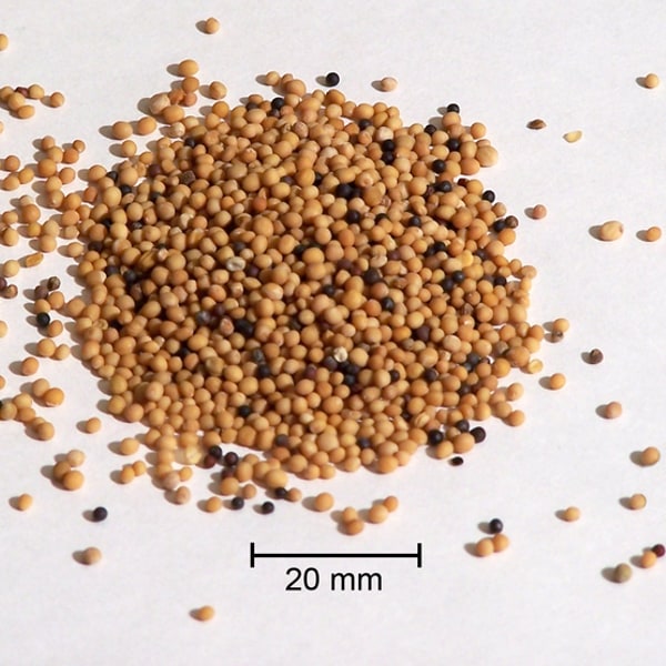 Mustard Seed for sowing