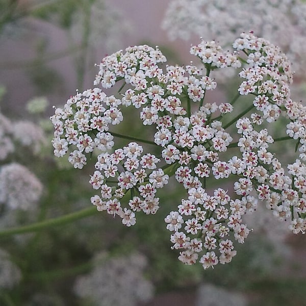 Ajwain Seed for sowing