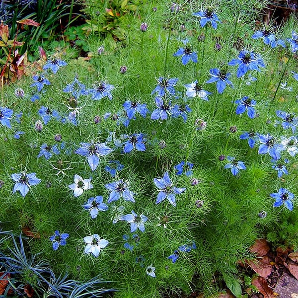 Black Cumin/Kalonji Seed for sowing