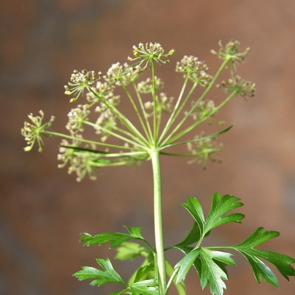 Parsley Seed for sowing