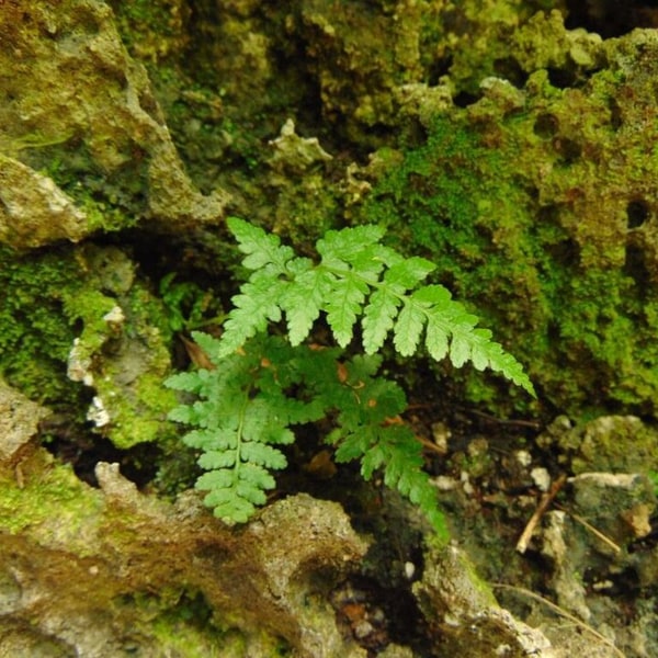 Fern Spores for propagation