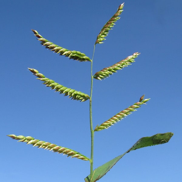 Pasture Grass Seed
