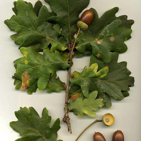 Forest Tree Seed