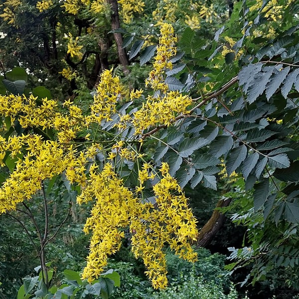Rain Tree Seed