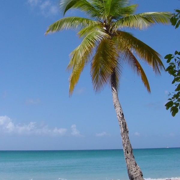 Palm Seed