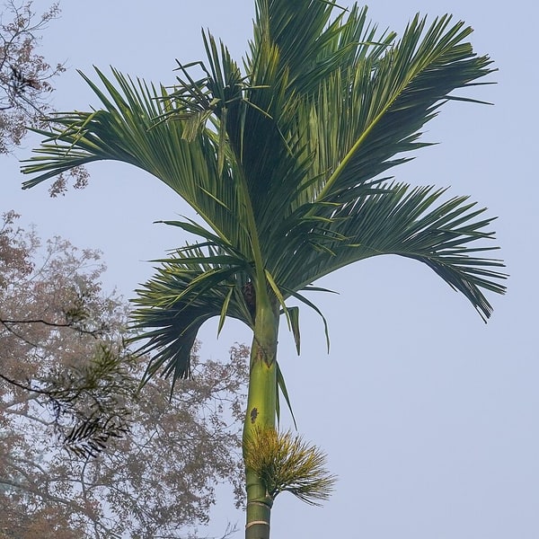 Ornamental Palm Seed