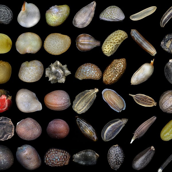 Nursery Mixed Seeds