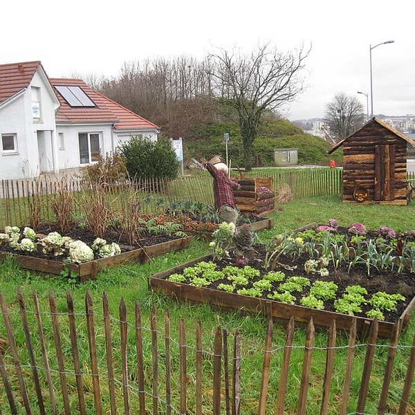 Kitchen Garden Seed Mix
