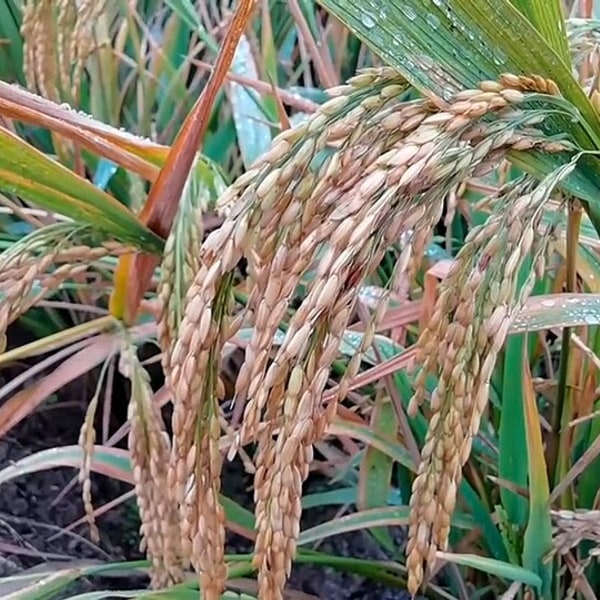 Hybrid Seed Mix for sowing